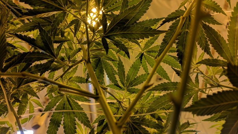 cannabis and light