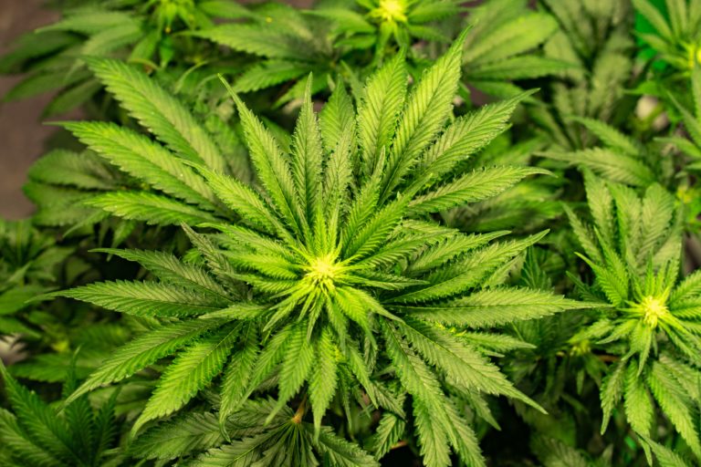 marijuana plant 2