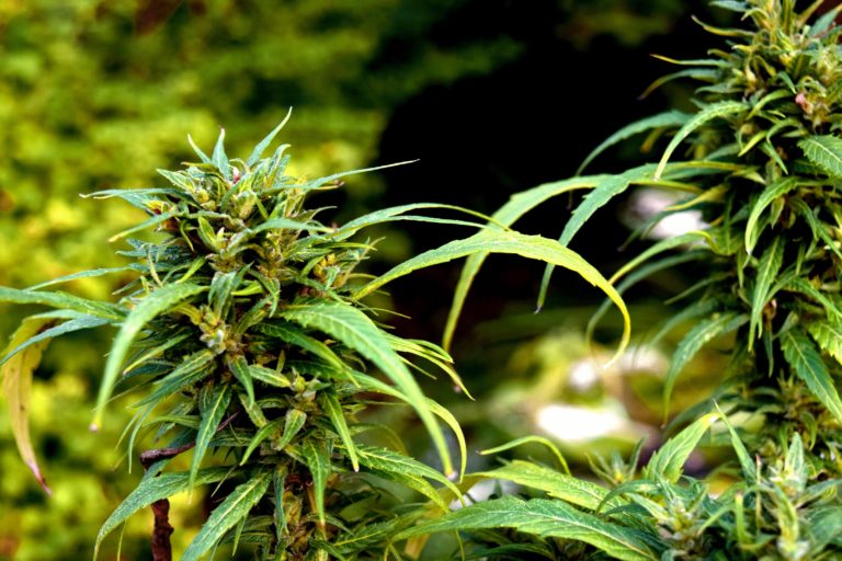 Marijuana plant