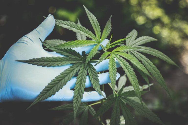 Person Holding Weeds