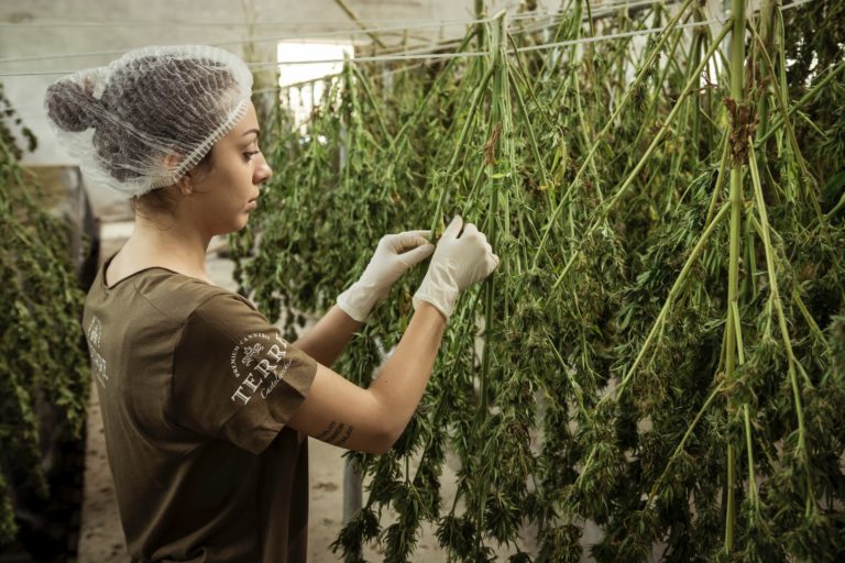 Weed Stay Fresh for Longer